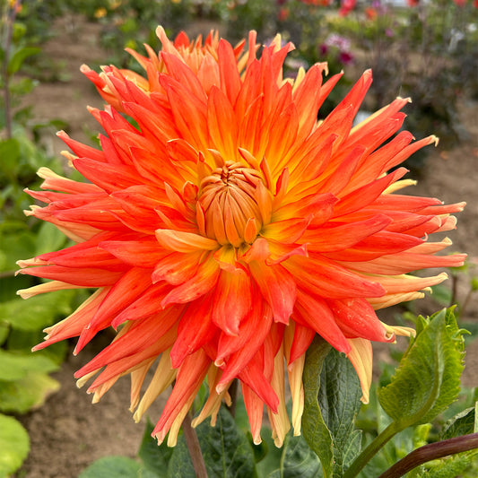 Dahlia 'Motto'