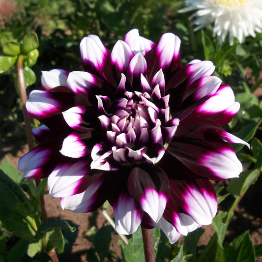 Dahlia 'Mystery Day'