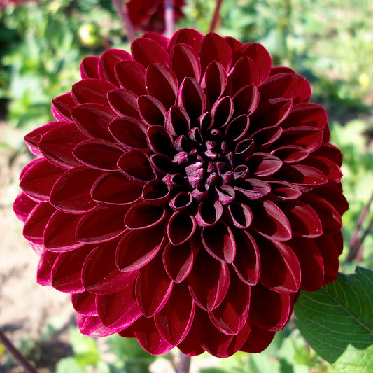 Dahlia 'Night Queen'