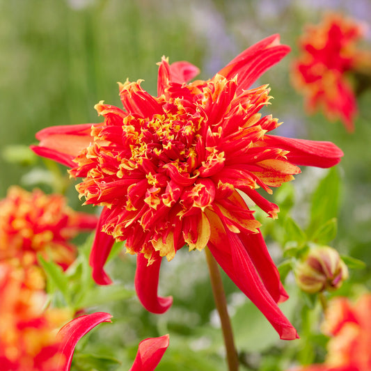 Dahlia 'Octopus Sparkle'