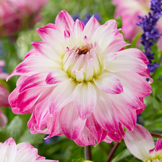 Dahlia 'Pink Petticoat'