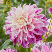 Dahlia 'Purple Explosion'