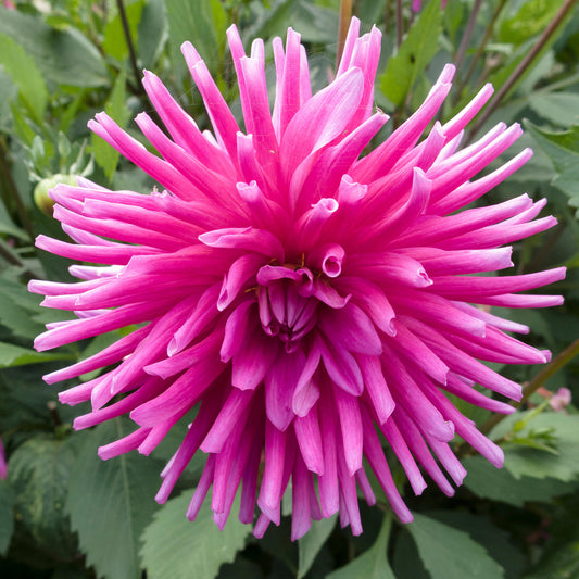 Dahlia 'Purple Gem'