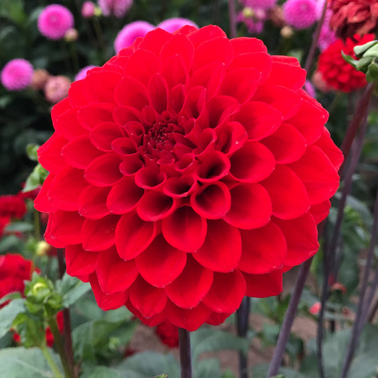 Dahlia 'Red Cap'