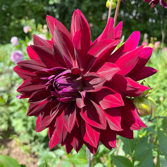 Dahlia ' Rip City'