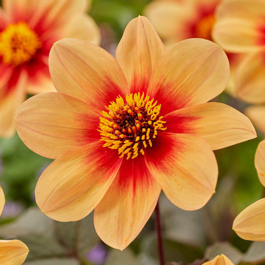 Dahlia 'Sunshine'