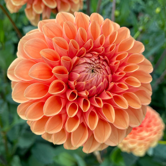 Dahlia 'Sylvia'