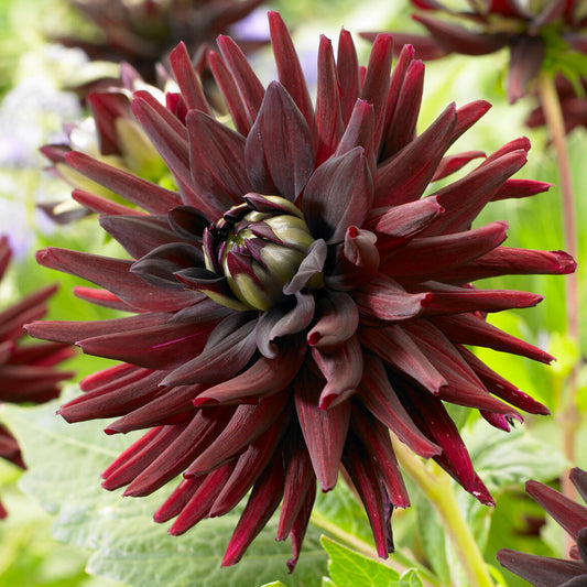 Dahlia 'Tamburo'