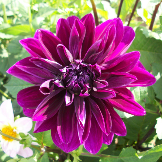 Dahlia 'Thomas A. Edison'