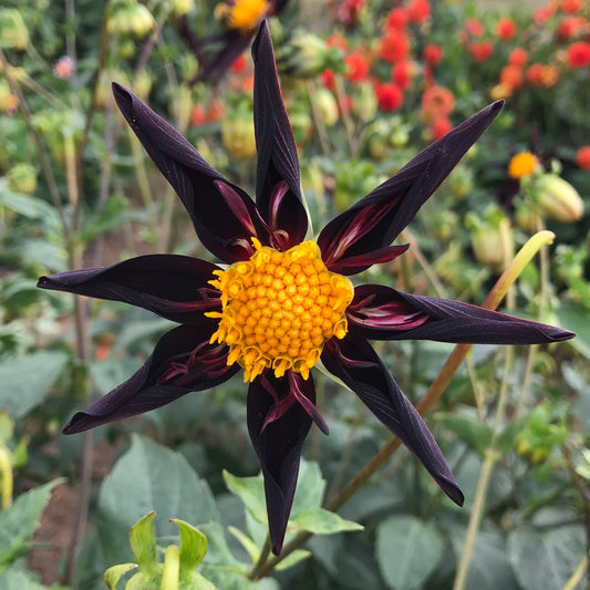 Dahlia 'Verrone's Obsidian'