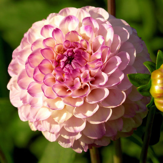 Dahlia 'Wine-Eyed Jill'