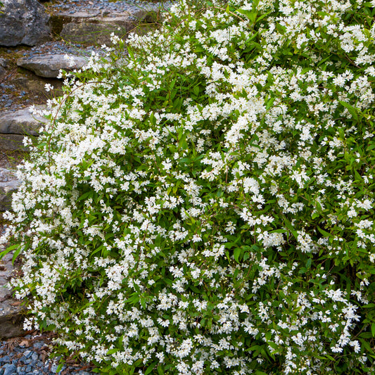 Deutzia 'Nikko'