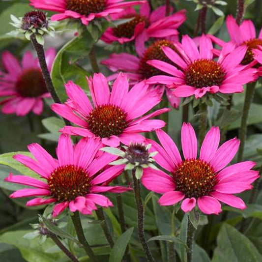 Echinacea 'SunSeekers Purpleicious'