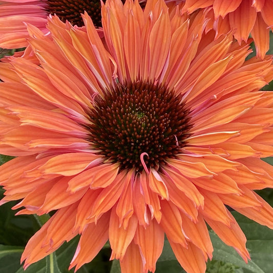 Echinacea 'SunSeekers Rainbow'