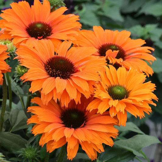 Echinacea 'SunSeekers Mineola'