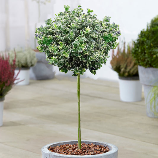 Euonymus 'Emerald Gaiety' Patio Tree