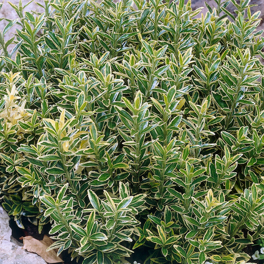 Euonymus 'Aureovariegatus'