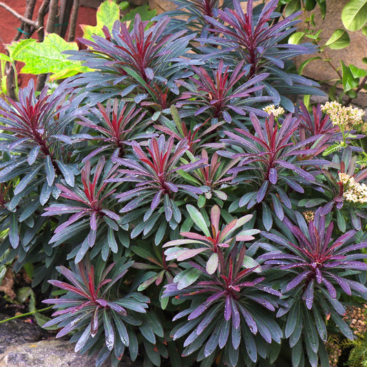 Euphorbia 'Miner's Merlot'