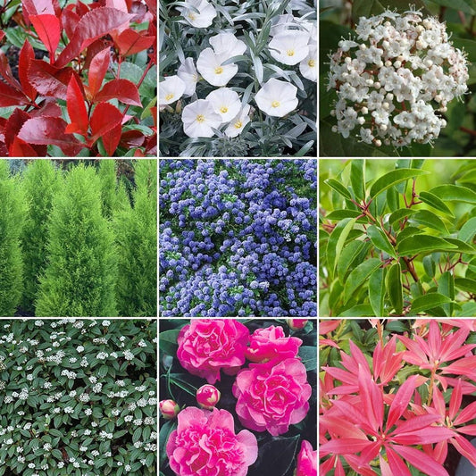 Evergreen Shrub Mix