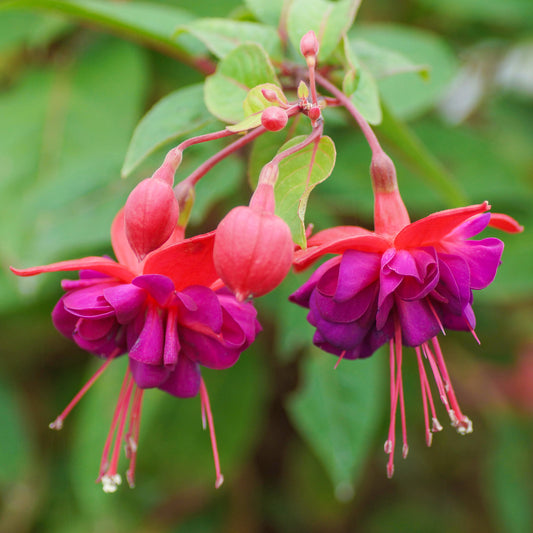 Fuchsia 'Dollar Princess'