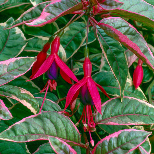 Fuchsia 'Tom West'