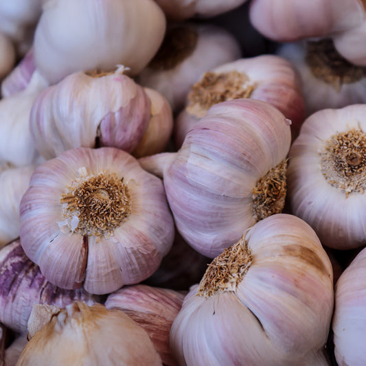 Garlic 'Edenrose'