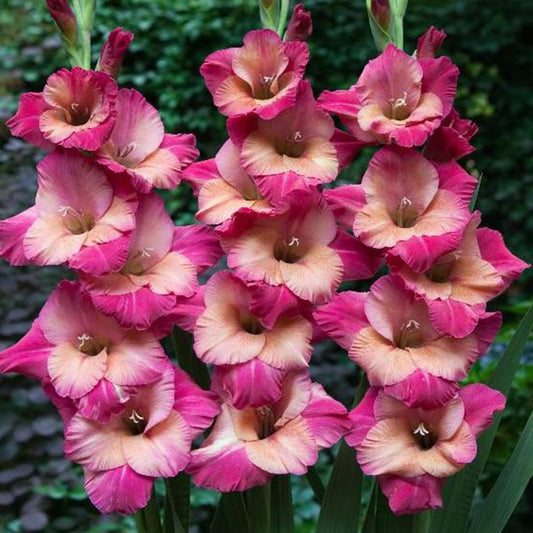 Gladioli 'Apricot Bubblegum'