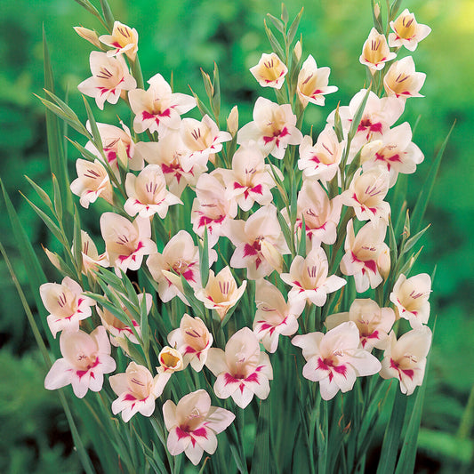 Gladioli 'Carine'