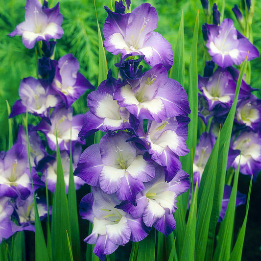 Gladioli 'Nori'