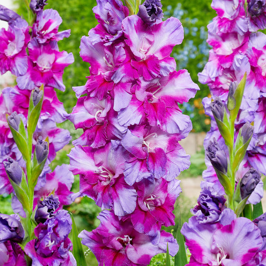 Gladioli 'Purple Art'