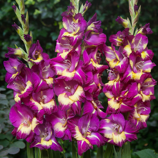 Gladioli 'Seashore'