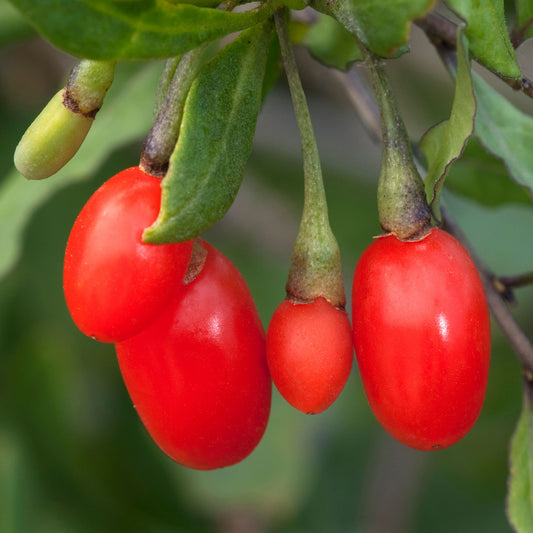 Gojiberry Lycium barbarum 'Little Goji'