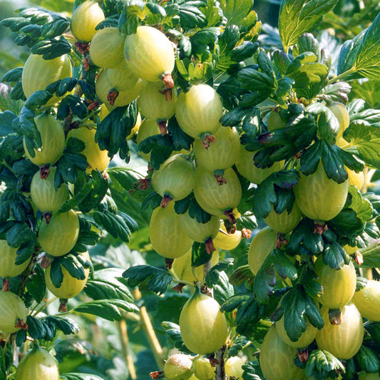 Gooseberry 'Careless'