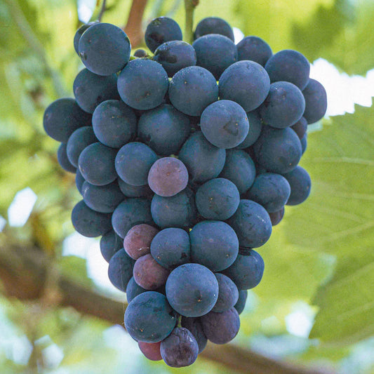 Grape 'Black Hamburg'