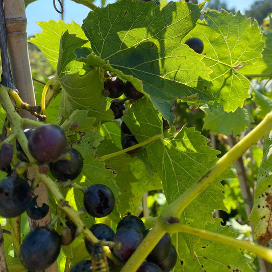 Grape 'Pinot Noir'