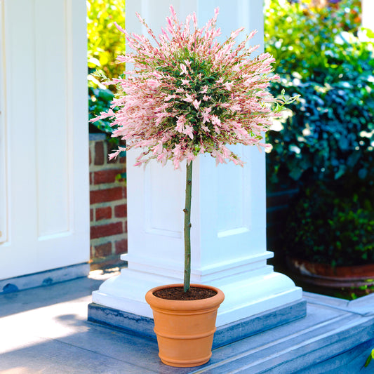 Salix integra 'Hakuro-nishiki' Patio Tree