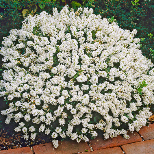 Hebe 'White Gem'