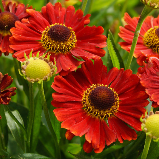 Helenium 'Mariachi Salsa'