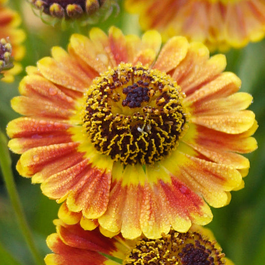 Helenium 'Mariachi Fuego'