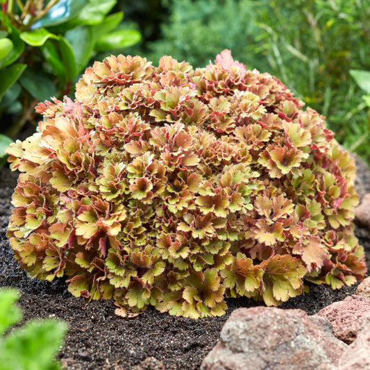 Heuchera 'Frilly'