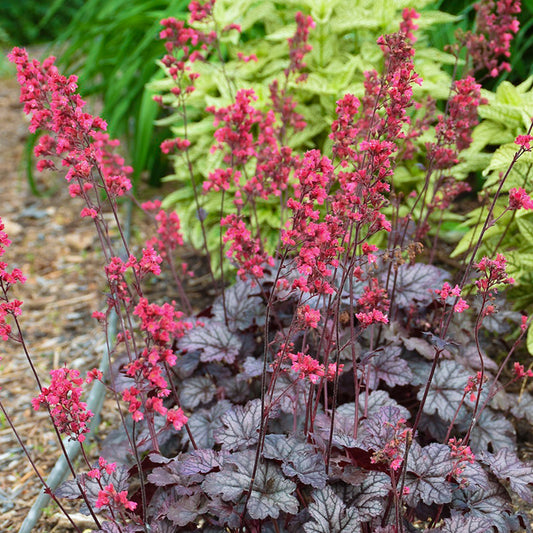 Heuchera 'Timeless Treasure'