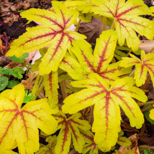 Heucherella 'Alabama Sunrise'