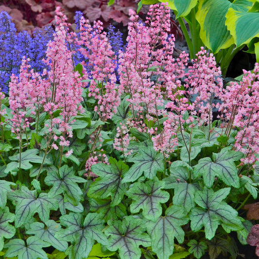 Heucherella 'Pink Fizz'