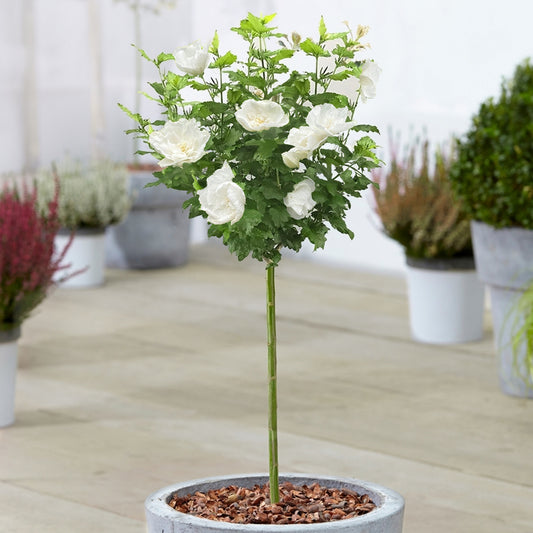 Hibiscus 'White Chiffon' Patio Tree