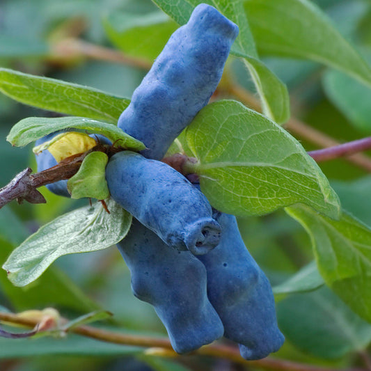 Honeyberry 'Aurora'