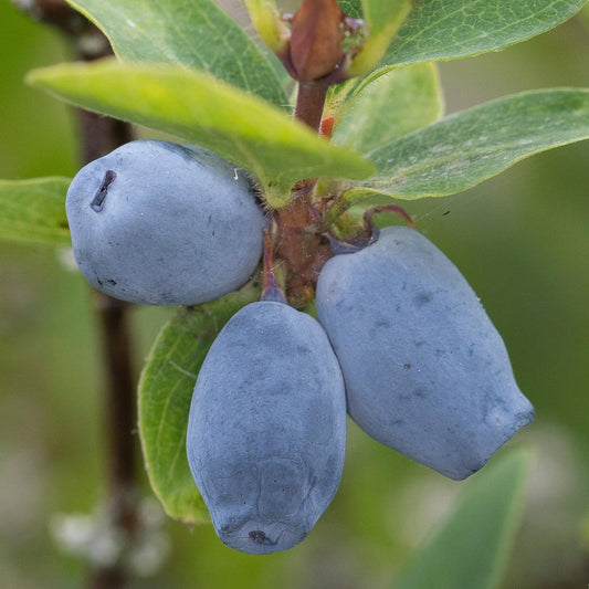 Honeyberry 'Giant's Heart'