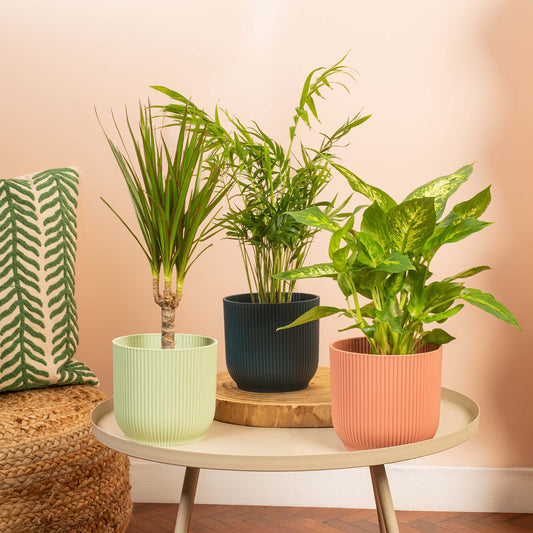 Air Purifying House Plant Bundle