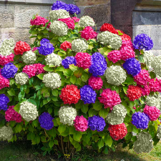 Hydrangea 'Tricolour'