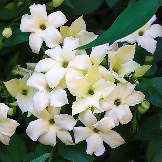 Jasminum 'Clotted Cream'