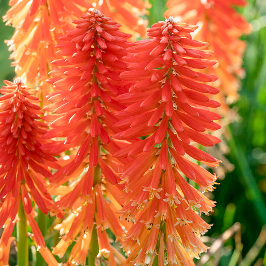 Kniphofia 'Poco Sunset'